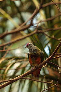 玛利亚娜果园普蒂里诺普斯羽毛紫檀鸽子野生动物鸟类背景图片