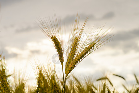 耳朵经济田间 作物田地的贝利耳朵农场麦穗食物农村环境面包农作物植物粮食背景