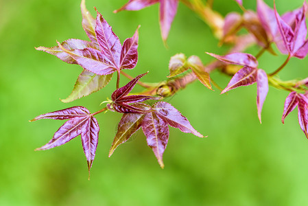 红色青叶红叶生长场景环境嫩叶树叶植物枝条季节植物群枫香背景图片