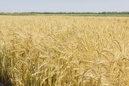 夏季日 田里大麦成熟高清图片