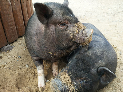 两只小黑猪农场小黑猪高清图片