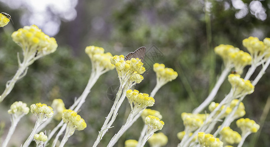 公园里有虫虫的美丽的花朵昆虫动物群蝴蝶蜜蜂花粉漏洞宏观橙子动物翅膀自然高清图片素材