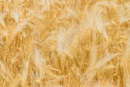 麦汁农作物麦芽高清图片