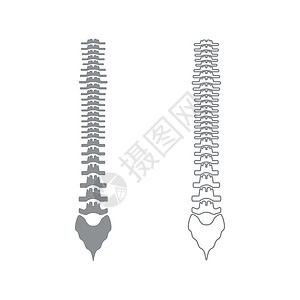 椎骨人类脊椎灰色的图标插画