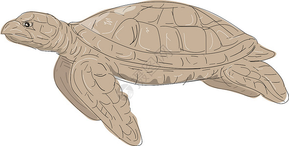 玳瑁海龟侧画游泳两栖绘画动物手绘背景图片