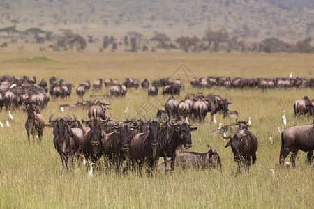在东非坦桑尼亚塞伦盖蒂国家公园放牧的野生动物马拉野兽马赛草原环境移民生态旅游动物哺乳动物野马背景