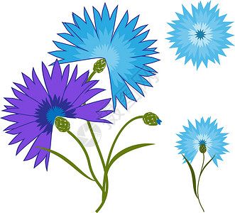 在白色背景隔绝的蓝色花矢车菊 它制作图案的卡通矢量矢车菊绘画杂草插图标签旅游植物群野花场地植物叶子背景图片