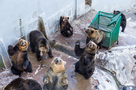 挥手致别动物园熊农场荒野公园展示地面访问孩子操场小吃森林背景