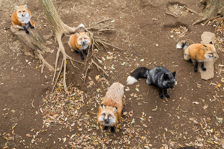 很多红狐狸在找食物吃高清图片素材