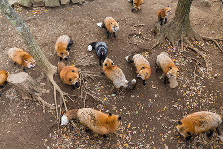 可爱的红狐狸在找食物秋天高清图片素材