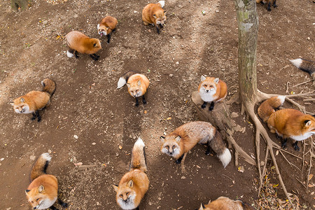 一群狐狸等待食物食肉野生动物公园捕食者哺乳动物动物团体荒野动物园红色迷人的高清图片素材