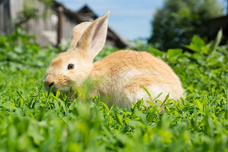 草地上的兔子宠物动物毛皮野兔农场耳朵荒野婴儿动物群野生动物复活节高清图片素材