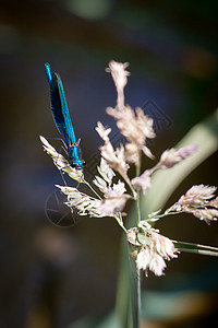 五合目Damselfly (日戈佩特拉)背景