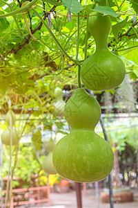 挂着的葫芦在花园里吊着冬瓜 或者在花园里挂着冬天甜瓜南瓜季节植物水果饮食农场食物生活蔬菜叶子背景