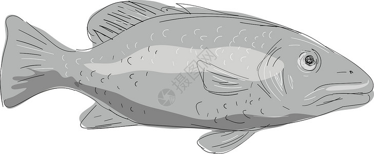 学校校长Sunpper鱼绘画水彩岩鱼手绘鲷鱼背景图片
