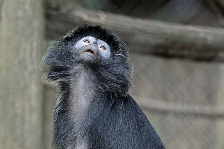 黑章卡普琴猴背景图片