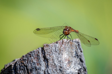 共同达特三联苯基水平共鸣荒野野生动物眼睛蜻蜓生活动物群绿色翅膀背景图片