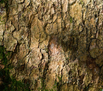 树皮纹理木头古董宏观黑色皮肤木材植物森林风化树干背景图片