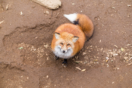 可爱的红狐狸动物园动物黑色食物荒野食肉灰色捕食者小吃公园自然高清图片素材