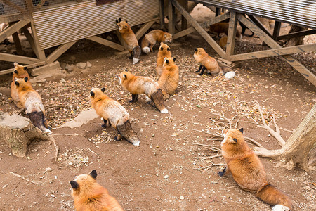 一群狐狸等待食物动物团体红色野生动物捕食者食肉犬科荒野公园小吃日本人高清图片素材