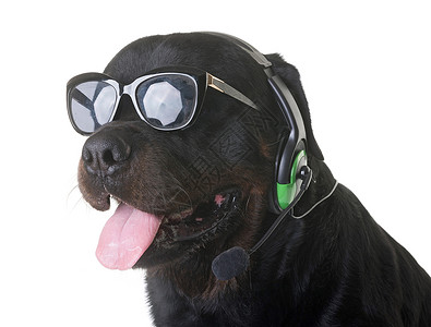和耳机眼镜动物太阳镜接待员乐趣接线员麦克风宠物工作室音乐背景图片