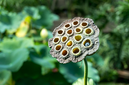 番西花莲花黄色的高清图片