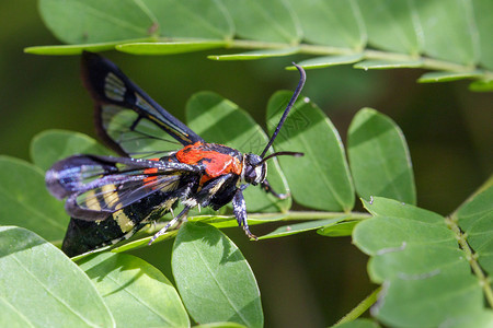 绿叶上黄蜂飞蛾的图像背景图片