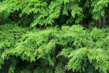 松树植物群叶子绿色植物花园季节针叶树季节性绿色森林锥体枝条高清图片素材