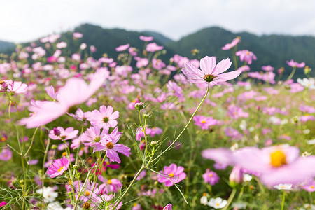 粉色菊花花园蓝色的高清图片素材