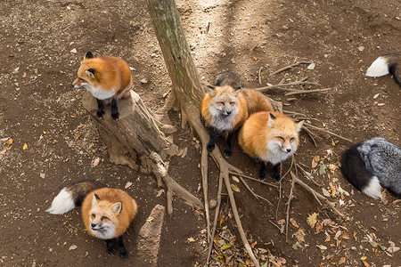 很多红狐狸在找食物喂食团体高清图片素材