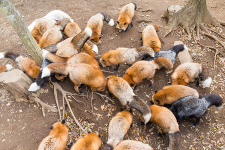 喂养一群红狐狸哺乳动物高清图片素材