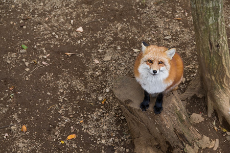 红狐狸向上看食肉动物高清图片素材