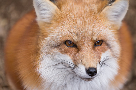 红狐狸关门动物犬科食肉哺乳动物捕食者红色公园小吃灰色荒野食肉动物高清图片素材