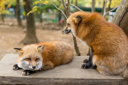 红狐狸一起玩迷人的高清图片素材