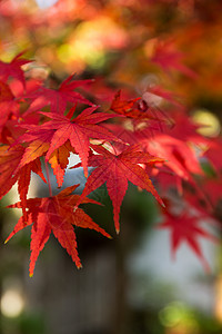 红日式日本马图森林季节黄色天空丛林阳光木头红色枝条金子背景图片