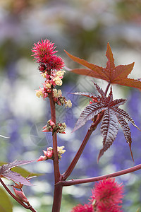 种子种籽播种植物花豆荚树叶蓖麻子叶子红色宏观背景图片