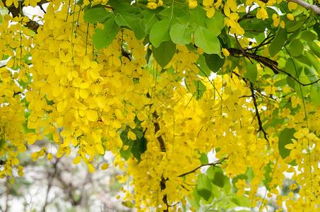 金花花热带植物群黄色决明子宏观墙纸植物花瓣公园背景图片