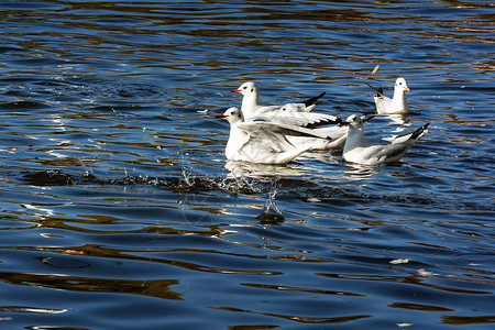 绿湖公园海鸥水鸟建筑学摄影公园旅行动物目的地旅游背景图片