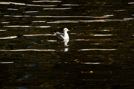 绿湖公园海鸥动物公园旅游摄影旅行建筑学目的地水鸟背景图片