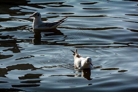 绿湖公园海鸥摄影动物旅行建筑学公园旅游水鸟目的地背景图片