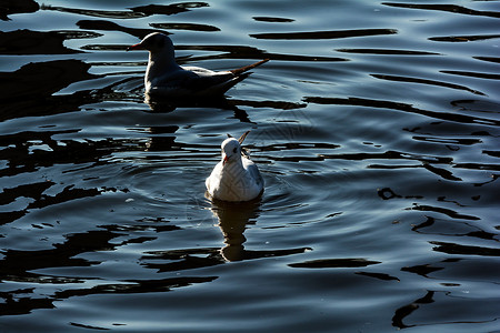 绿湖公园海鸥建筑学公园摄影旅行旅游动物水鸟目的地背景图片