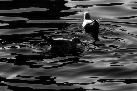 绿湖公园海鸥水鸟公园动物目的地旅行建筑学旅游摄影背景图片