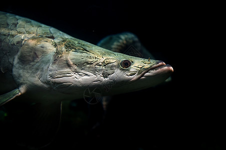 阿拉皮马水族馆动物背景图片