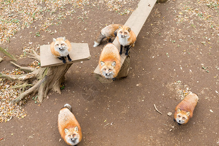 狐狸小组寻找零食野生动物高清图片素材
