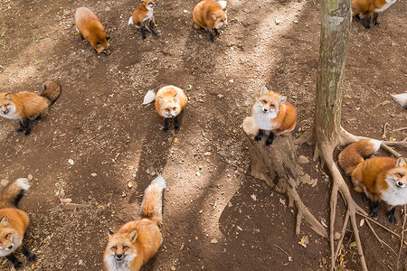 狐狸团合起来日本高清图片素材