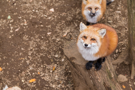 红狐仔在找食物捕食者高清图片素材