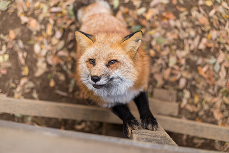 可爱的红狐狸食物捕食者牧场动物园农场荒野灰色动物哺乳动物食肉自然高清图片素材
