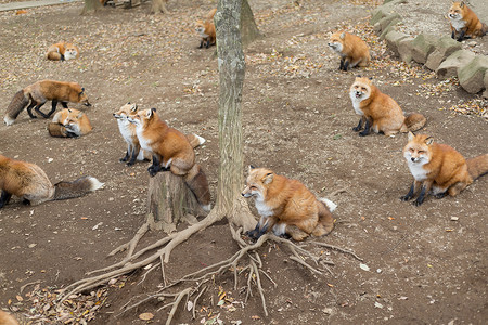 红狐群捕食者野生动物动物哺乳动物红色动物园犬科狐狸食肉毛皮毛茸茸的高清图片素材