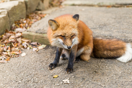可爱的红狐狸农场动物灰色动物园荒野犬科食肉牧场地面红色亚洲高清图片素材