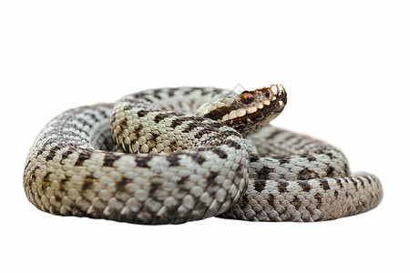 与世隔绝的男性常见毒蛇动物高清图片素材